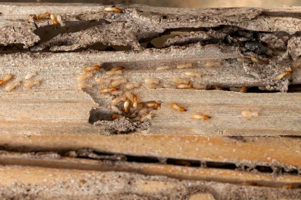 Best Best Pest Control Companies  in Georgetown, PA