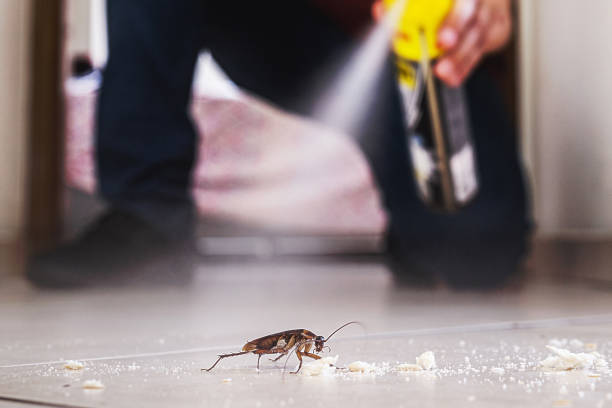 Best Rat Extermination Near Me  in Georgetown, PA